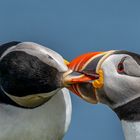 Puffins (Papageitaucher)