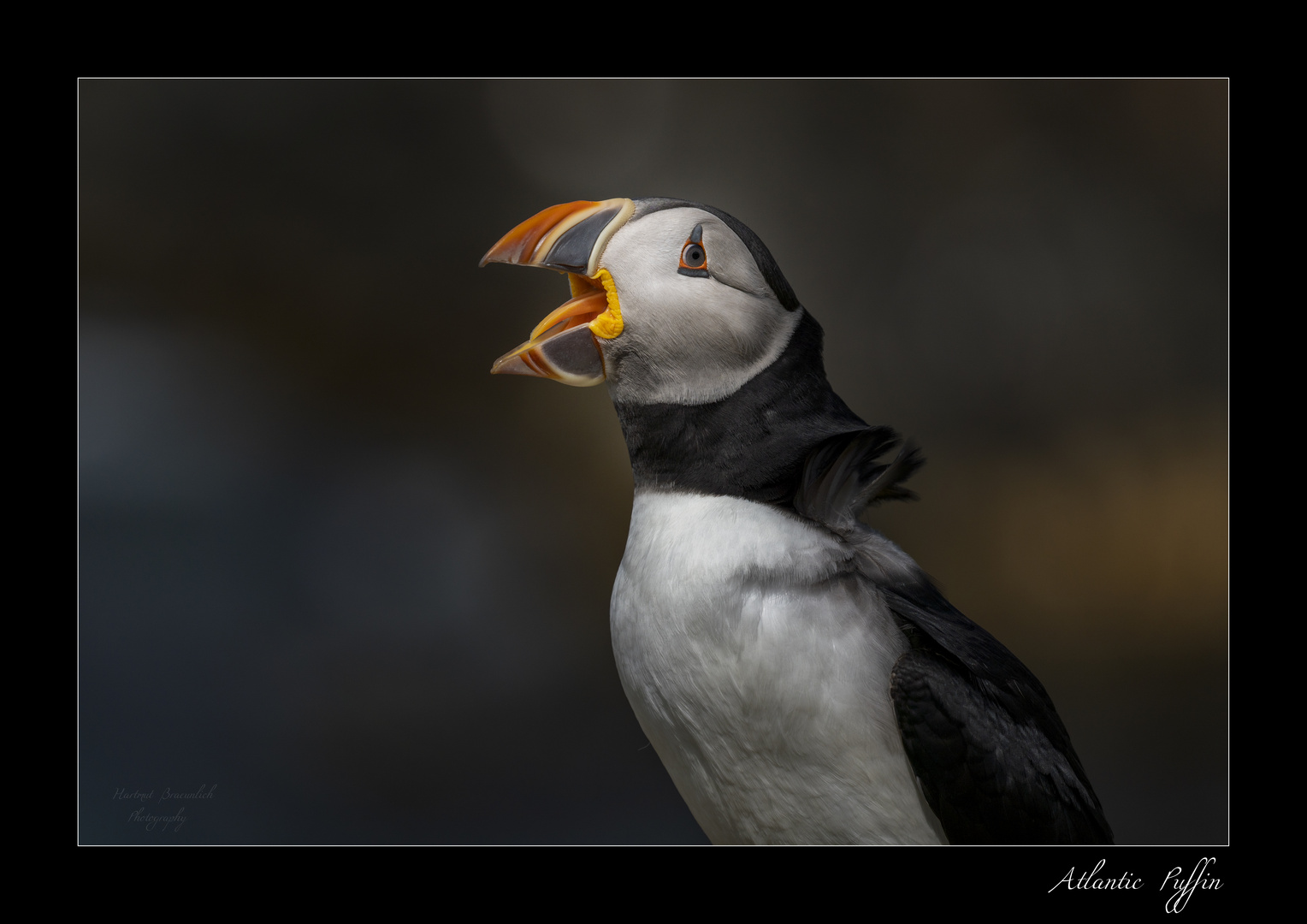 Puffins (Papageitaucher)