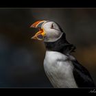 Puffins (Papageitaucher)