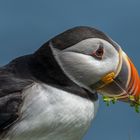 Puffins (Papageitaucher)