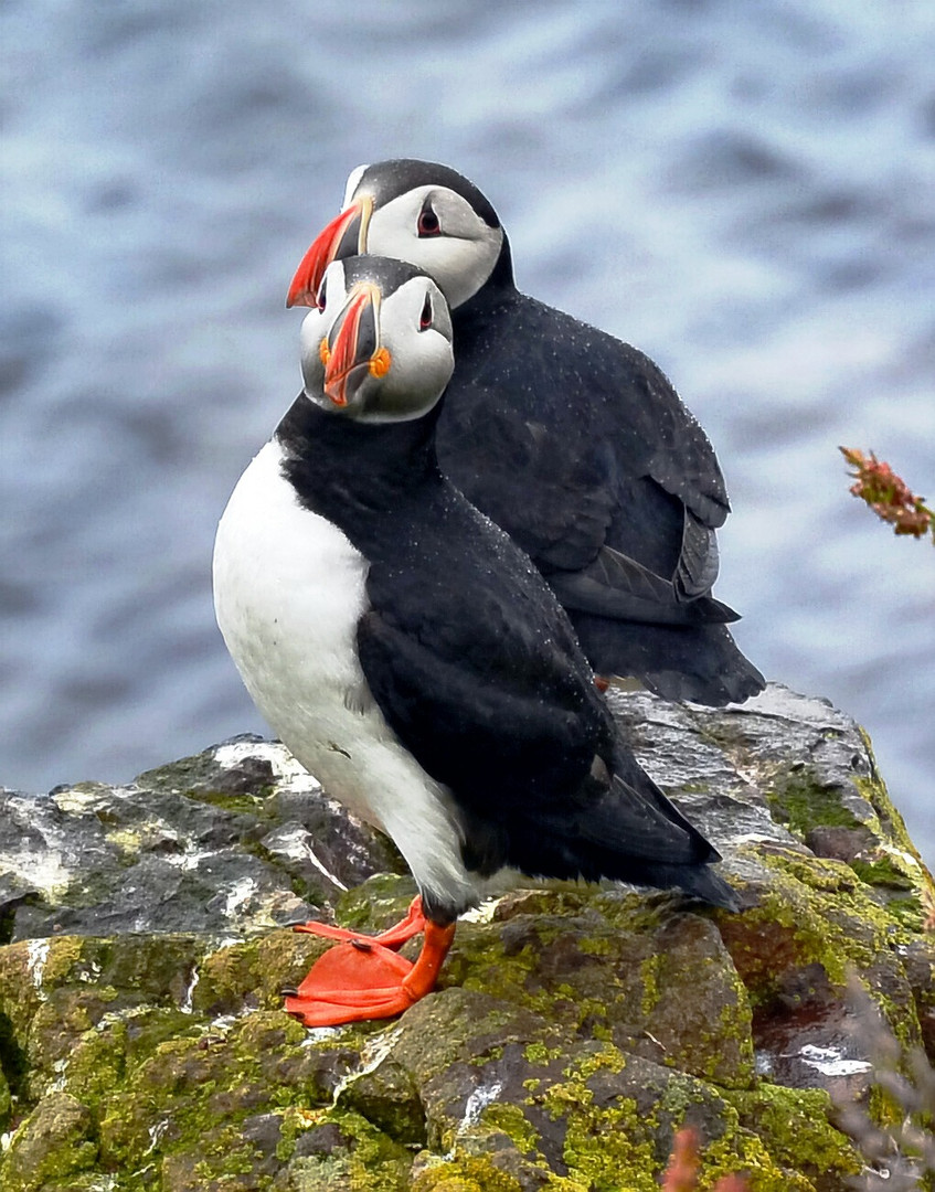 puffins - Papageitaucher