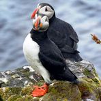 puffins - Papageitaucher