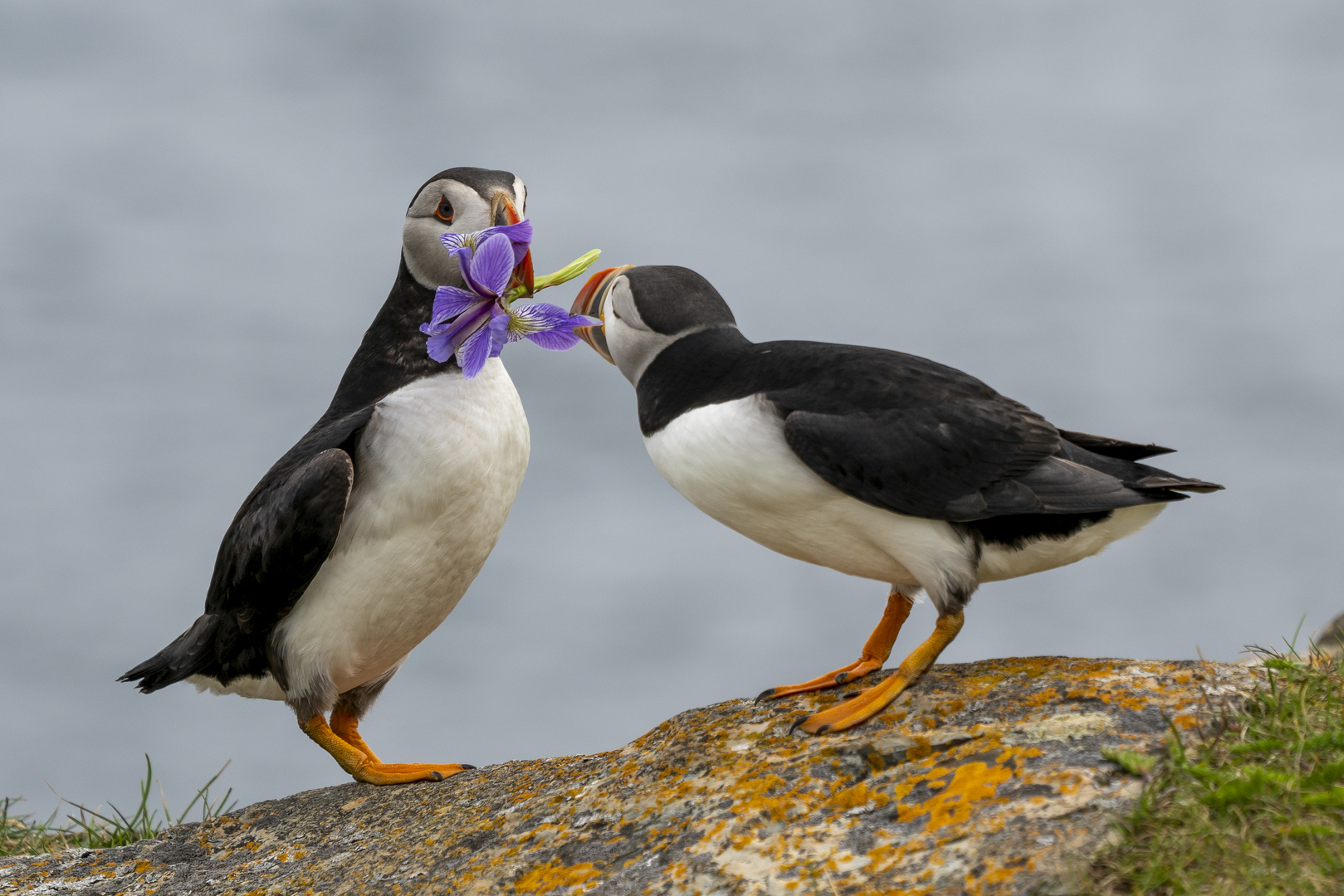 Puffins (Papageitaucher)