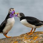 Puffins (Papageitaucher)