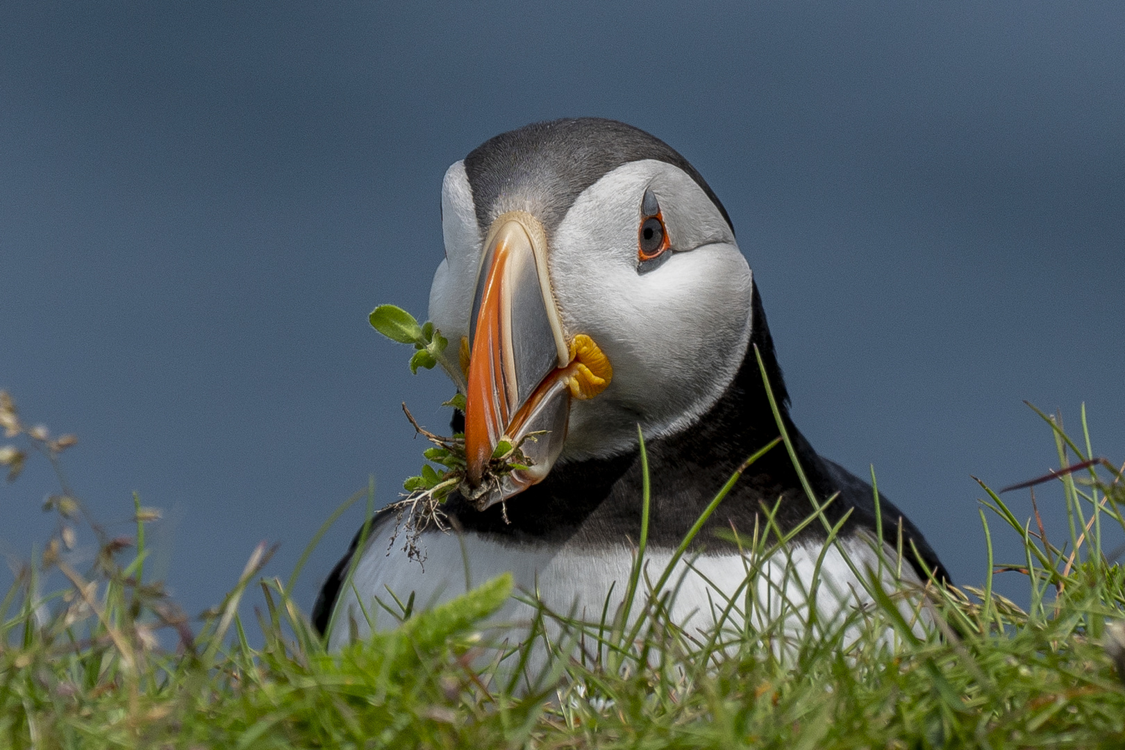 Puffins (Papageitaucher)