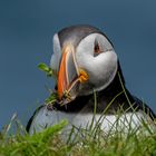 Puffins (Papageitaucher)