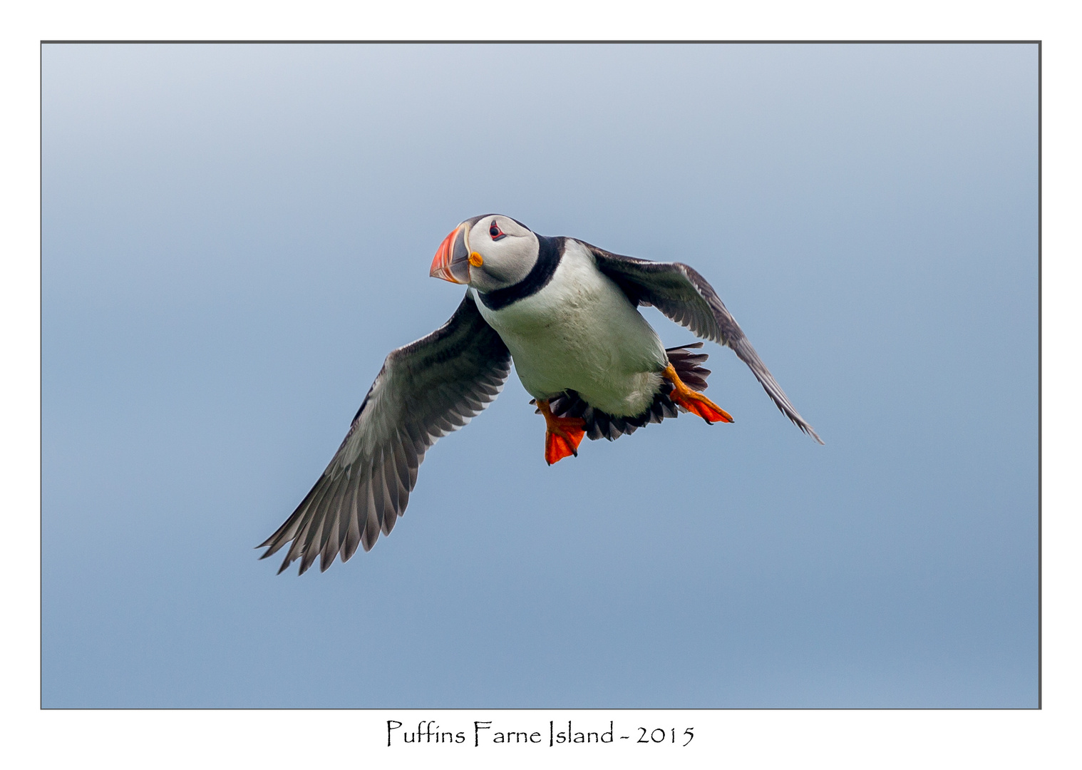 Puffins Papageitaucher Lundi (2)