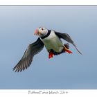 Puffins Papageitaucher Lundi (2)