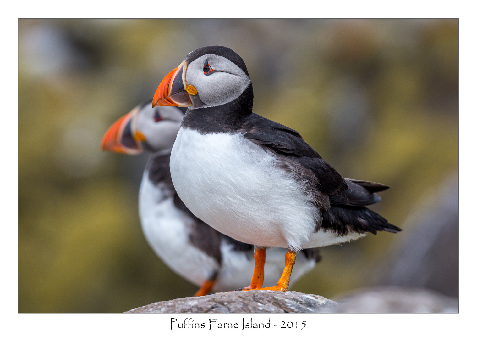 Puffins Papageitaucher Lundi (7)