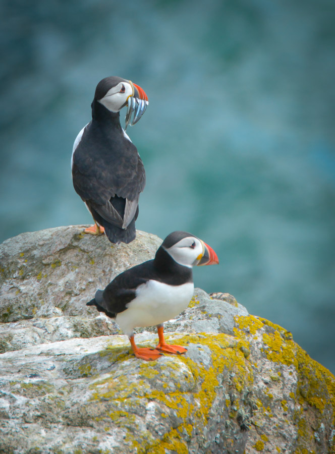 Puffins, Saltee Islands, Ireland