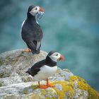 Puffins, Saltee Islands, Ireland