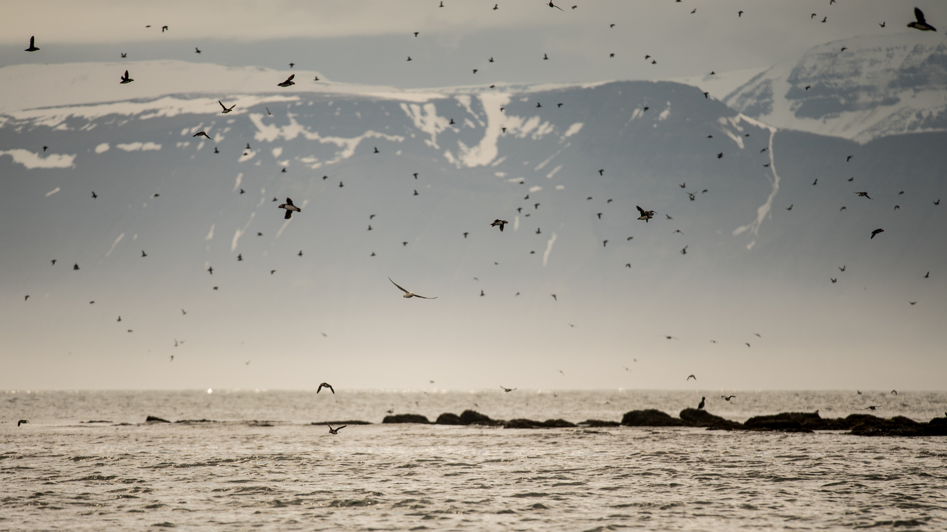 Puffins vor Husavik