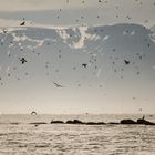 Puffins vor Husavik