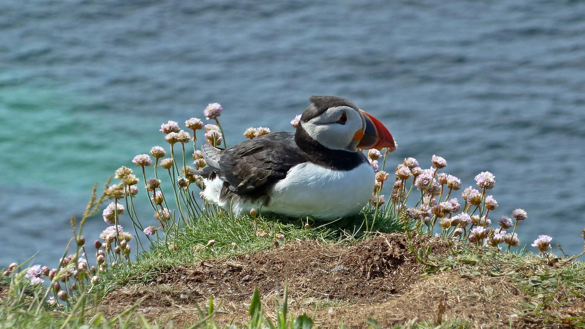 PUFFINS,SOWEIT DAS AUGE REICHT.EIN TRAUM