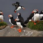 Puffinstrip