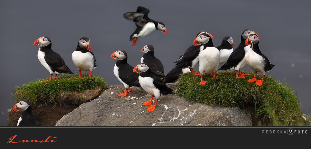 Puffinstrip