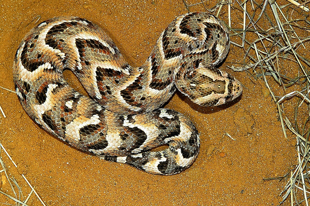 PUFFOTTER (Bitis arietans)  Weibchen                  Kap-Province Südafrika