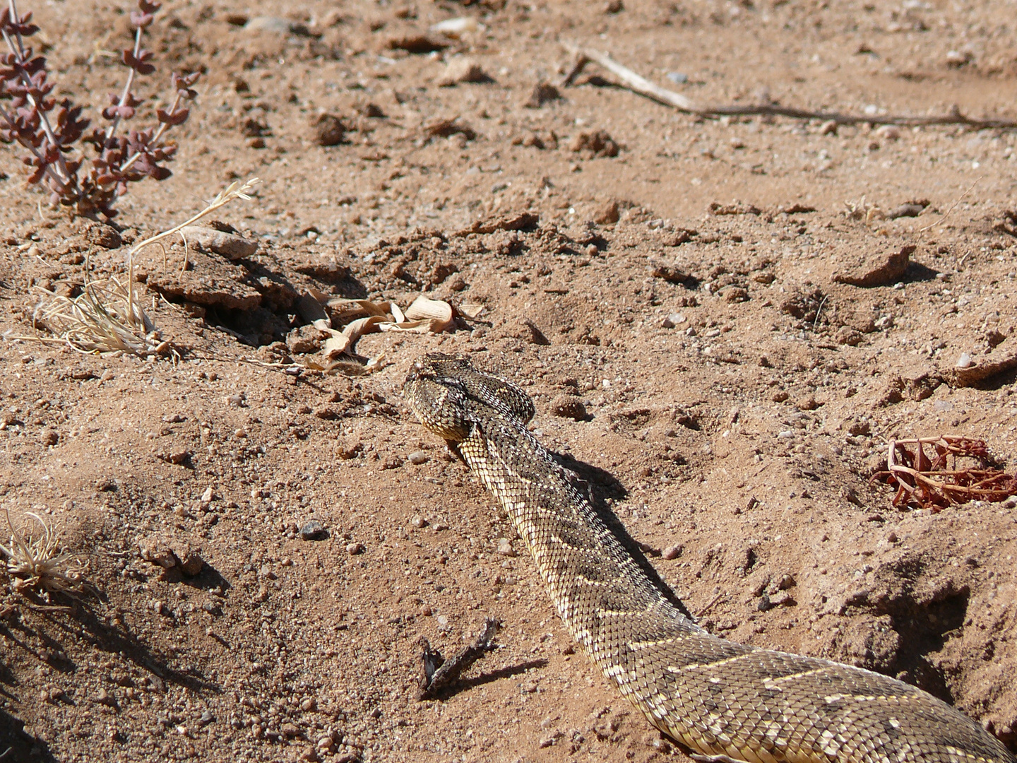 Puffotter Namibia