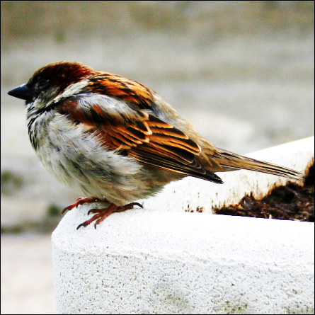Puffy Sparrow