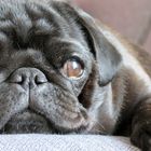 Pug