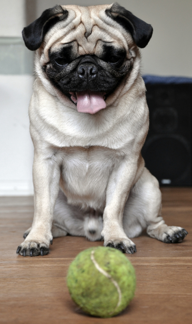 Pug