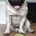 Pug