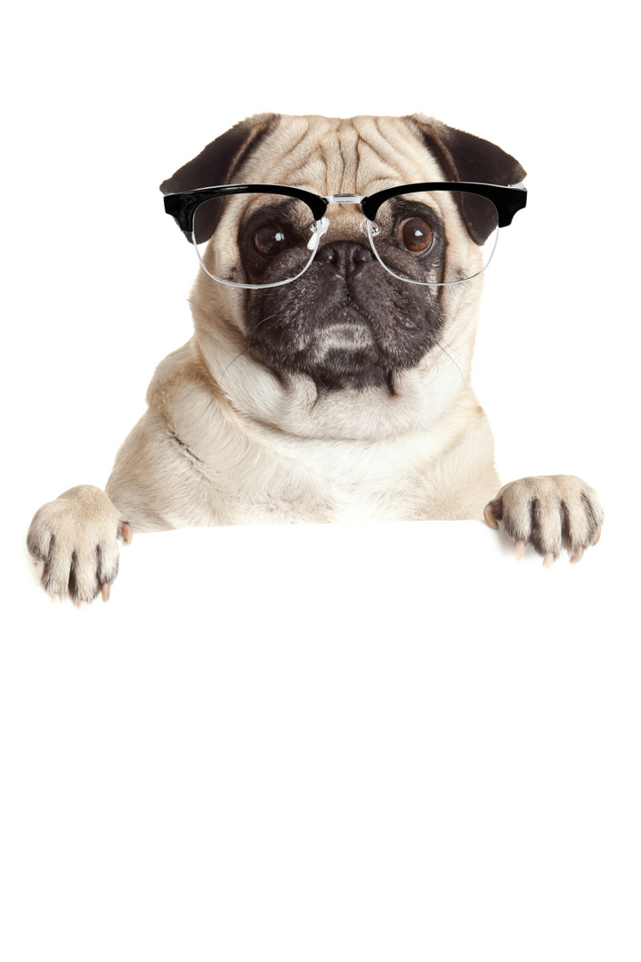 Pug Dog