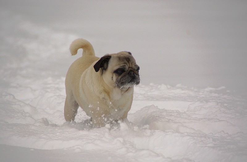 Pug in action