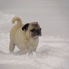 Pug in action