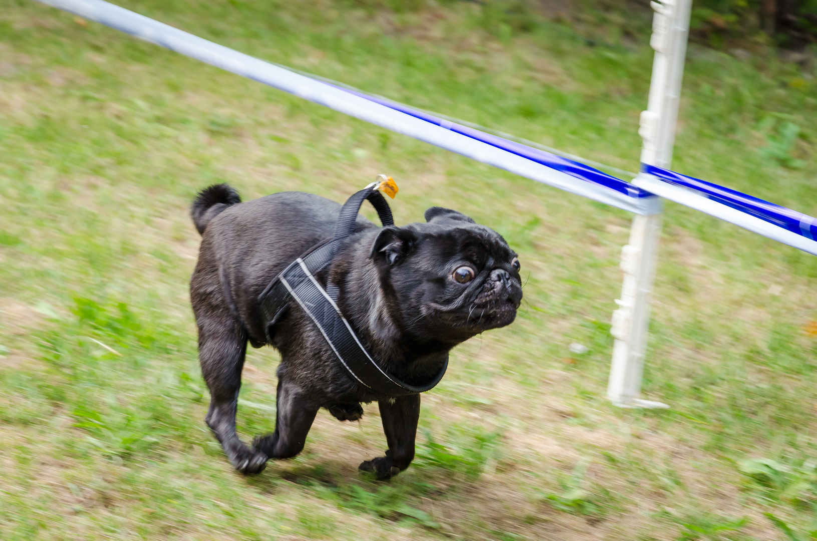 pug in motion