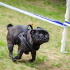 pug in motion