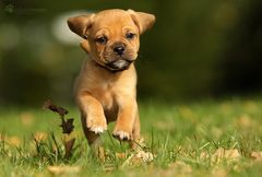 Puggle