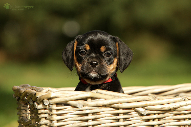 Puggle