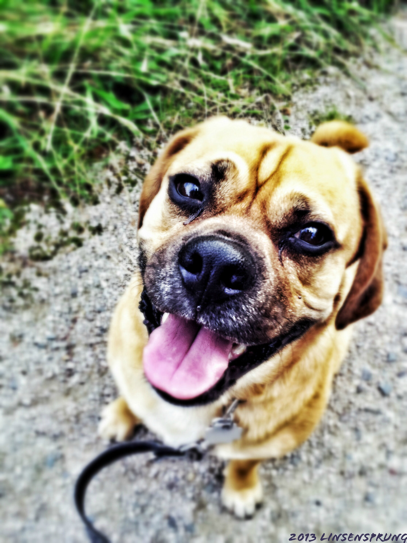 Puggle Henri