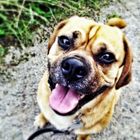 Puggle Henri