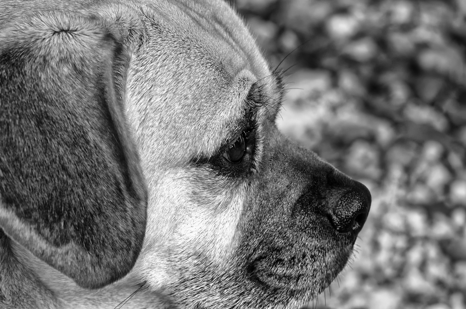 Puggle Henri - Hundegedanken