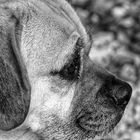 Puggle Henri - Hundegedanken