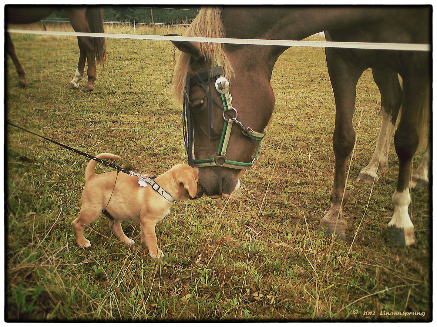 Puggle Henri und Pferd