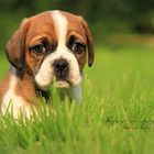 Puggle Welpe