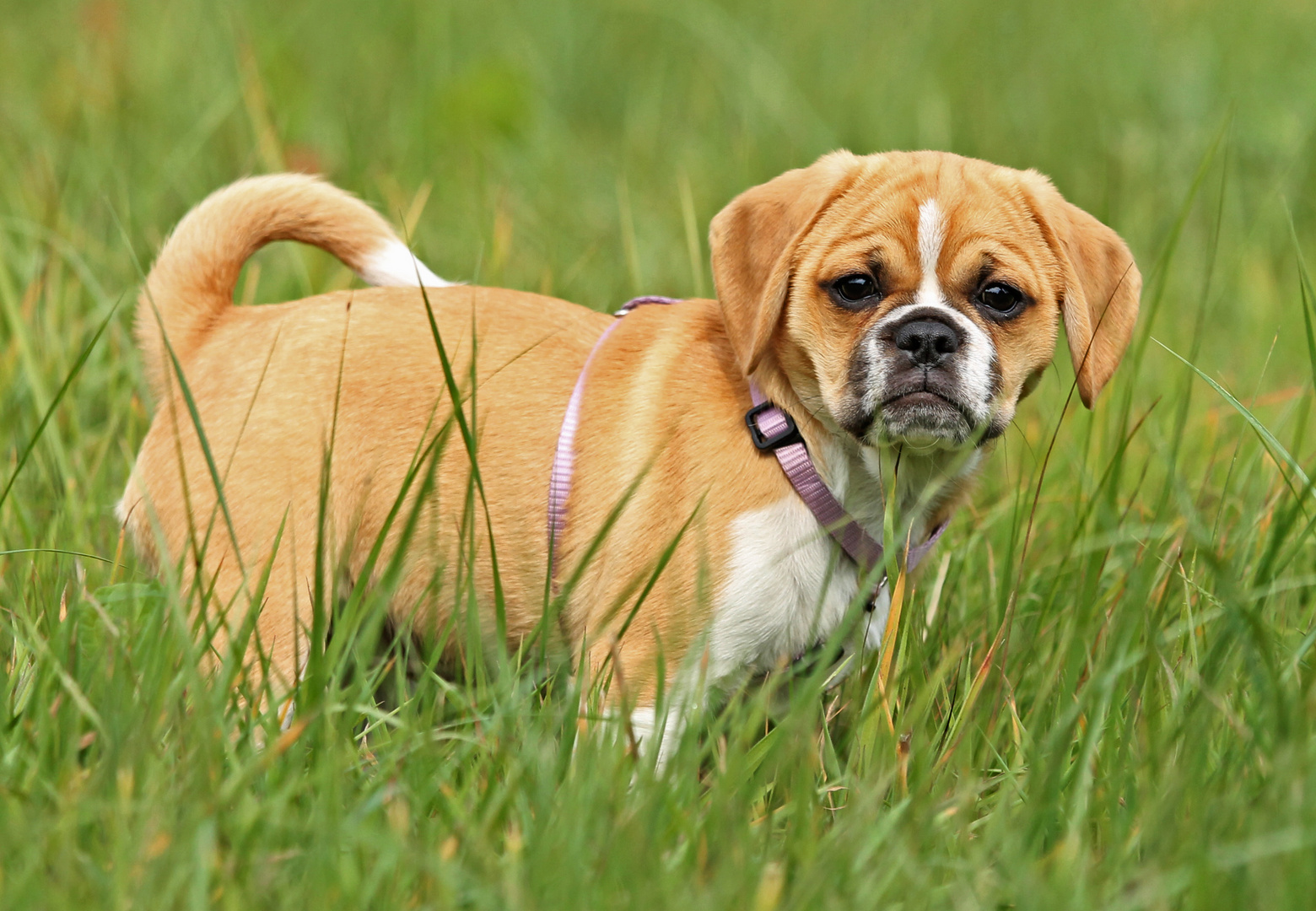 Puggle Welpe II