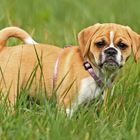 Puggle Welpe II