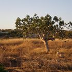 Puglia