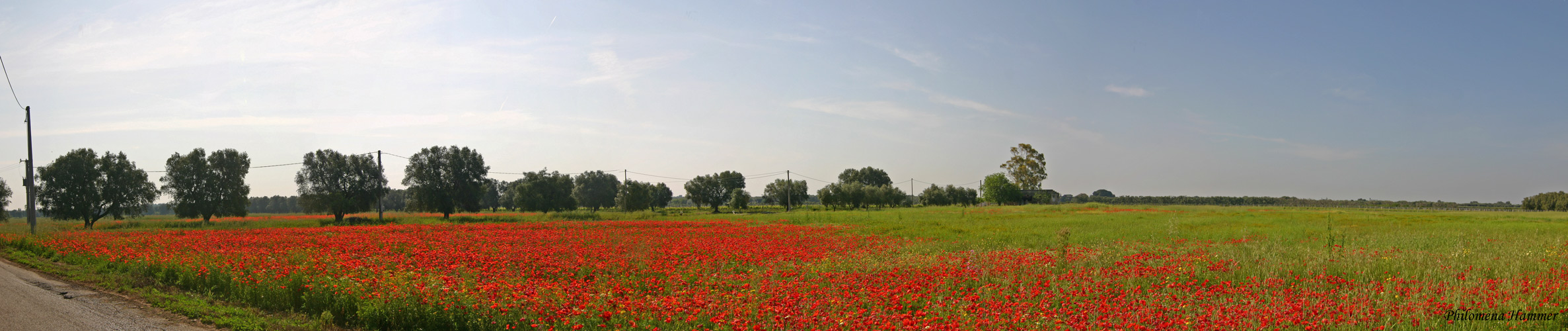 Puglia - Mohnfeld