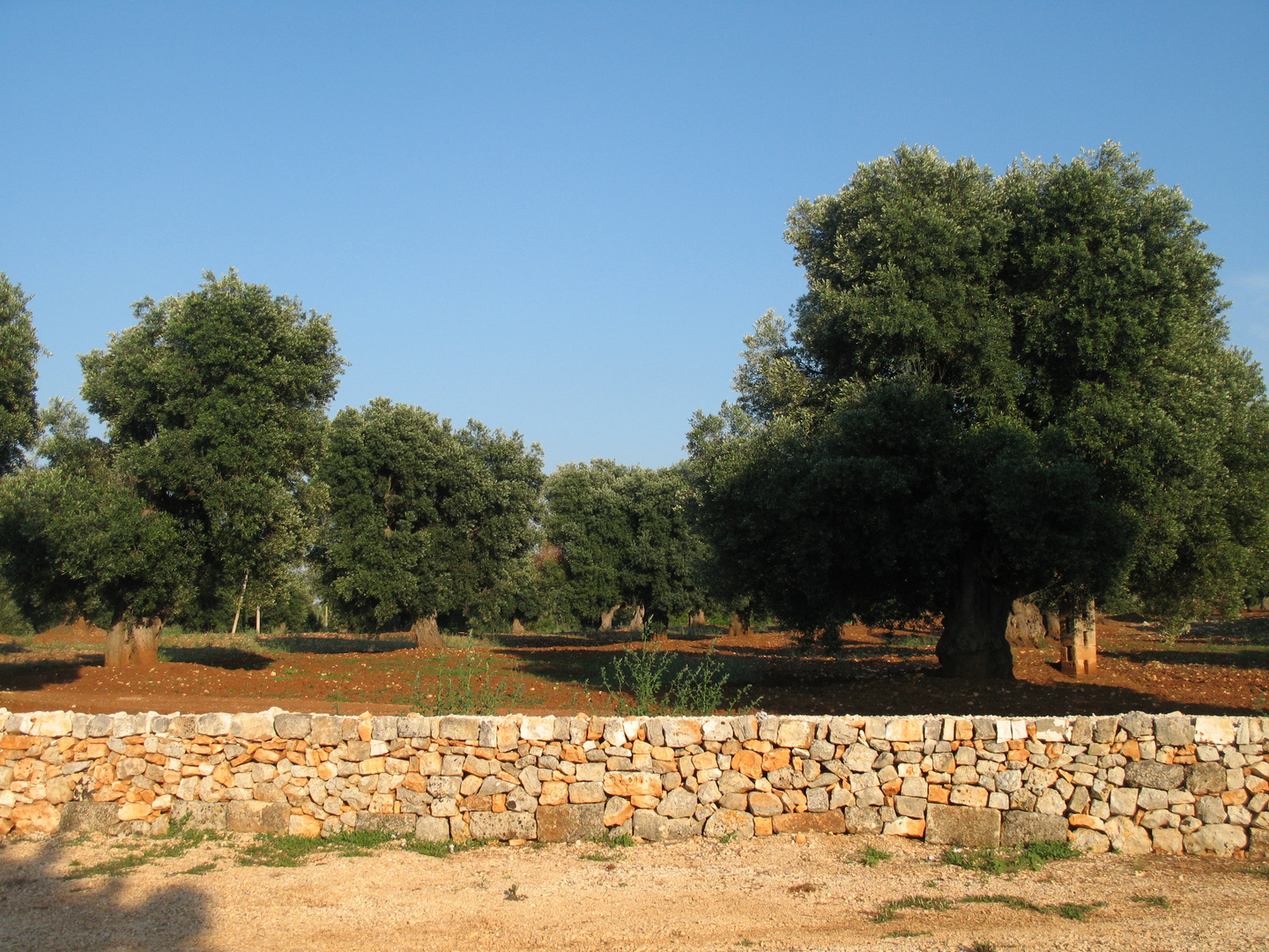 Puglia Olive Trees