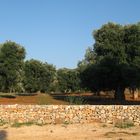 Puglia Olive Trees