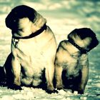 PUGS IN THE SNOW