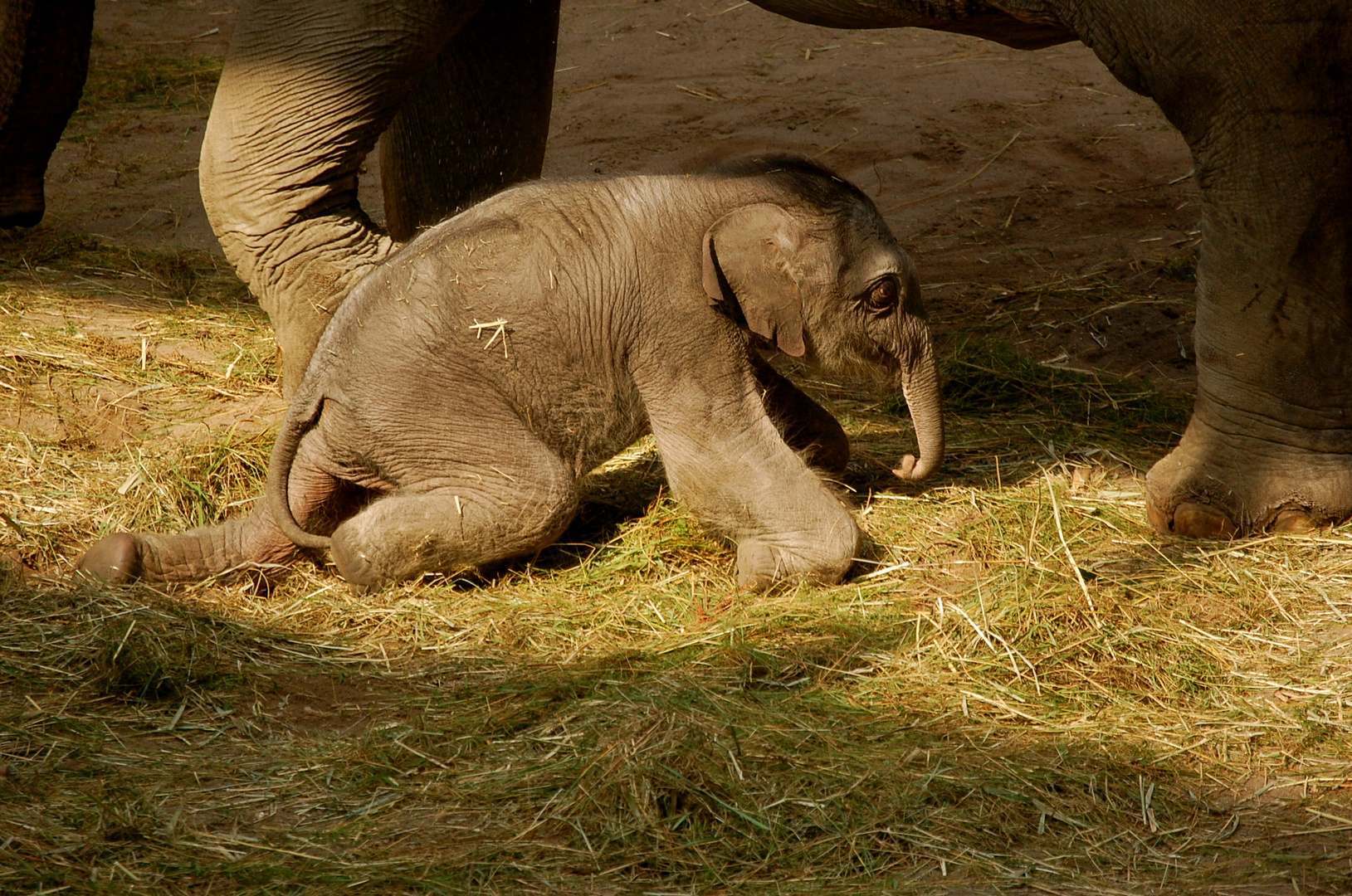 Puh, ist das anstrengend...aber ich schaffe das schon!