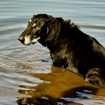 "Puh , mir qualmen die Füße ". ( Benny 12,5 Jahre alt )