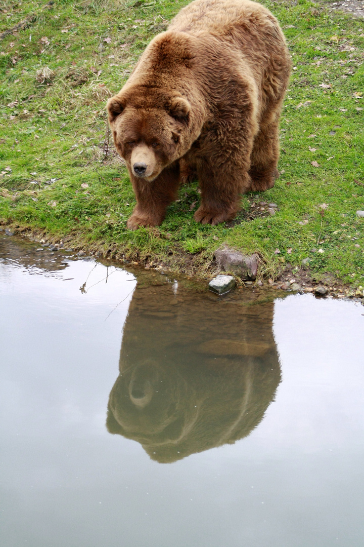 PuhBär