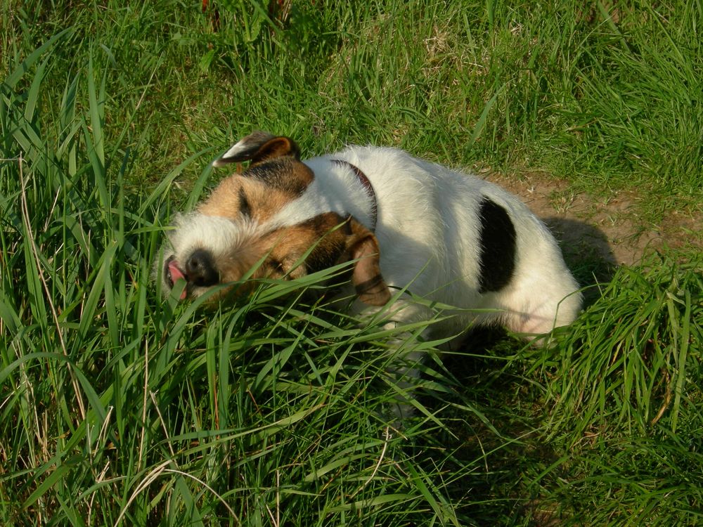 "puh...der Aal war doch ein wenig zu Fett"! Hunde wissen was zu tun ist bei Verdauungsbeschwerden.